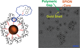 Graphical abstract: Multifunctional stable fluorescent magnetic nanoparticles