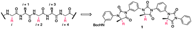 Graphical abstract: A 1,3-phenyl-linked hydantoin oligomer scaffold as a β-strand mimetic