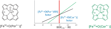 Graphical abstract: Predictive studies of H-atom abstraction reactions by an iron(iv)–oxo corrole cation radical oxidant