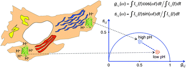 Graphical abstract: Intracellular pH measurements made simple by fluorescent protein probes and the phasor approach to fluorescence lifetime imaging