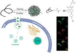 Graphical abstract: A dual pH and temperature responsive polymeric fluorescent sensor and its imaging application in living cells