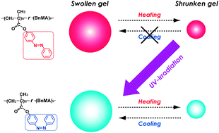 Graphical abstract: Unlocking of interlocked heteropolymer gel by light: photoinduced volume phase transition in an ionic liquid from a metastable state to an equilibrium phase