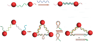 Graphical abstract: A flexible DNA modification approach towards construction of gold nanoparticle assemblies