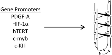 Graphical abstract: I-Motif formation in gene promoters: unusually stable formation in sequences complementary to known G-quadruplexes