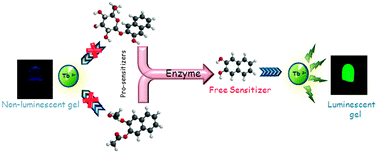 Graphical abstract: A novel “pro-sensitizer” based sensing of enzymes using Tb(iii) luminescence in a hydrogel matrix