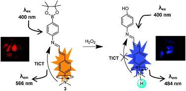 Graphical abstract: A charge transfer assisted fluorescent probe for selective detection of hydrogen peroxide among different reactive oxygen species