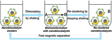 Graphical abstract: Reversible clustering of magnetic nanobiocatalysts for high-performance biocatalysis and easy catalyst recycling