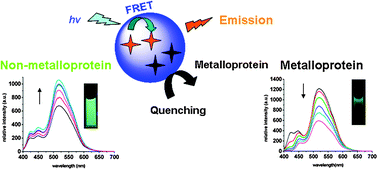 Graphical abstract: Microstructured fluorescent biosensor based on energy migration for selective sensing of metalloprotein