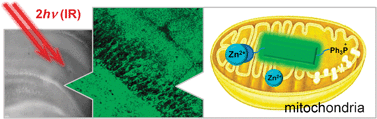 Graphical abstract: A highly sensitive two-photon fluorescent probe for mitochondrial zinc ions in living tissue