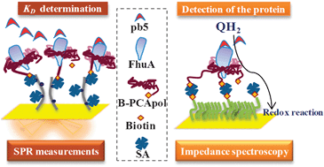Graphical abstract: Amphipol mediated surface immobilization of FhuA: a platform for label-free detection of the bacteriophage protein pb5