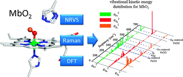 Graphical abstract: Vibrational dynamics of oxygenated heme proteins