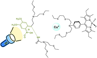 Graphical abstract: CuproCleav-1, a first generation photocage for Cu+