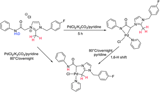 Graphical abstract: Formation of CC-type palladacycles with assistance from an apparently innocent NH(CO) functional group