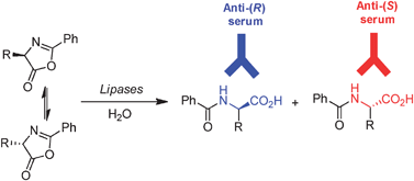 Graphical abstract: Polyclonal antibodies: a cheap and efficient tool for screening of enantioselective catalysts