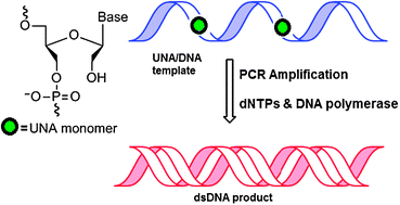 Graphical abstract: Stepping towards highly flexible aptamers: enzymatic recognition studies of unlocked nucleic acid nucleotides