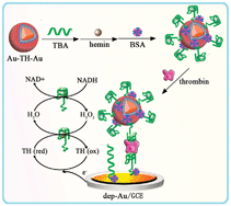 Graphical abstract: Hemin/G-quadruplex simultaneously acts as NADH oxidase and HRP-mimicking DNAzyme for simple, sensitive pseudobienzyme electrochemical detection of thrombin