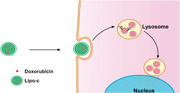 Graphical abstract: CO2 gas induced drug release from pH-sensitive liposome to circumvent doxorubicin resistant cells