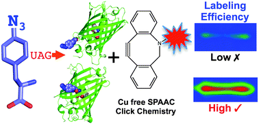 Graphical abstract: Residue choice defines efficiency and influence of bioorthogonal protein modification via genetically encoded strain promoted Click chemistry