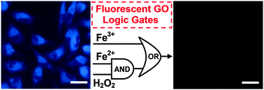 Graphical abstract: Fluorescent graphene oxide logic gates for discrimination of iron (3+) and iron (2+) in living cells by imaging