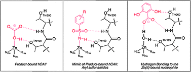 Graphical abstract: Nucleophile recognition as an alternative inhibition mode for benzoic acid based carbonic anhydrase inhibitors