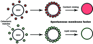 Graphical abstract: Interaction between GUVs and catanionic nanocontainers: new insight into spontaneous membrane fusion