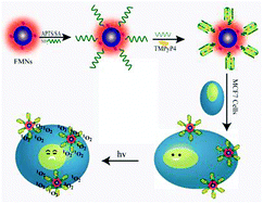 Graphical abstract: Photosensitizer-incorporated G-quadruplex DNA-functionalized magnetofluorescent nanoparticles for targeted magnetic resonance/fluorescence multimodal imaging and subsequent photodynamic therapy of cancer