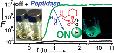 Graphical abstract: A robust, high-sensitivity stealth probe for peptidases