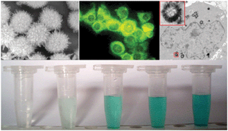 Graphical abstract: CePO4:Tb,Gd hollow nanospheres as peroxidase mimic and magnetic–fluorescent imaging agent