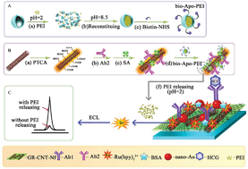 Graphical abstract: Amplified electrochemiluminescent immunosensing using apoferritin-templated poly(ethylenimine) nanoparticles as co-reactant