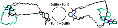 Graphical abstract: Half-rotation in a kinetically locked [2]catenane induced by transition metal ion substitution