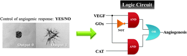 Graphical abstract: Logic circuit upon angiogenic response controlled by enzyme-linked iron oxide microparticles—towards biocomputing in human cells