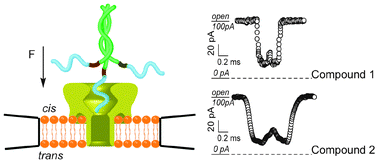 Graphical abstract: Recognizing the translocation signals of individual peptide–oligonucleotide conjugates using an α-hemolysin nanopore