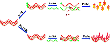 Graphical abstract: Label free fluorescence turn-on detection of polynucleotide kinase activity with a perylene probe