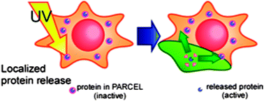 Graphical abstract: NanoPARCEL: a method for controlling cellular behavior with external light