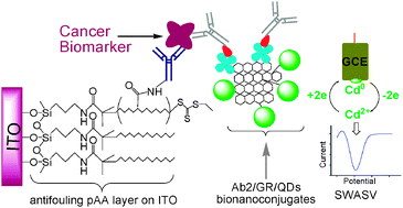 Graphical abstract: Femtomolar detection of a cancer biomarker protein in serum with ultralow background current by anodic stripping voltammetry