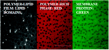 Graphical abstract: Membrane protein distribution in composite polymer–lipid thin films