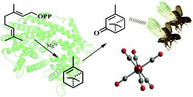 Graphical abstract: Chemoenzymatic synthesis of the alarm pheromone (+)-verbenone from geranyl diphosphate