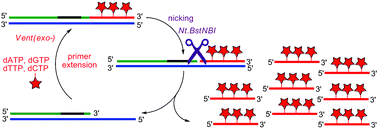 Graphical abstract: Preparation of short cytosine-modified oligonucleotides by nicking enzyme amplification reaction