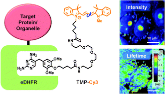 Graphical abstract: Mapping protein-specific micro-environments in live cells by fluorescence lifetime imaging of a hybrid genetic-chemical molecular rotor tag