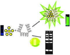 Graphical abstract: A highly sensitive “switch-on” fluorescent probe for protein quantification and visualization based on aggregation-induced emission