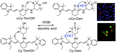 Graphical abstract: Development of reversible fluorescence probes based on redox oxoammonium cation for hypobromous acid detection in living cells