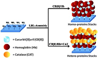 Graphical abstract: A new strategy for effective construction of protein stacks by using cucurbit[8]uril as a glue molecule