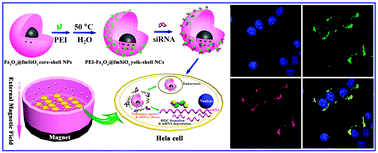 Graphical abstract: Multifunctional fluorescent-magnetic polyethyleneimine functionalized Fe3O4–mesoporous silica yolk–shell nanocapsules for siRNA delivery