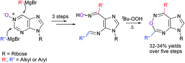 Graphical abstract: Synthesis and biological evaluation of unprecedented ring-expanded nucleosides (RENs) containing the imidazo[4,5-d][1,2,6]oxadiazepine ring system