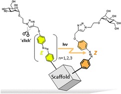 Graphical abstract: Sweet switches: azobenzene glycoconjugates synthesized by click chemistry