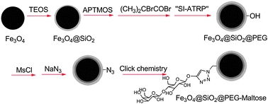 Graphical abstract: Synthesis of branched PEG brushes hybrid hydrophilic magnetic nanoparticles for the selective enrichment of N-linked glycopeptides