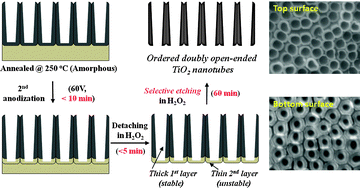 Graphical abstract: Facile fabrication of aligned doubly open-ended TiO2 nanotubes, via a selective etching process, for use in front-illuminated dye sensitized solar cells