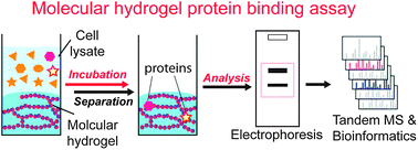 Graphical abstract: Using supramolecular hydrogels to discover the interactions between proteins and molecular nanofibers of small molecules