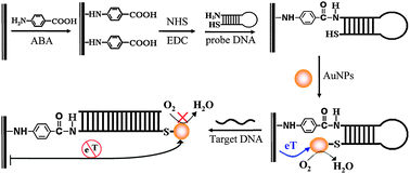 Graphical abstract: Catalytic signal amplification of gold nanoparticles combining with conformation-switched hairpin DNA probe for hepatitis C virus quantification