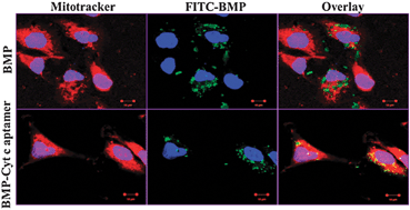 Graphical abstract: Magnetic response of mitochondria-targeted cancer cells with bacterial magnetic nanoparticles